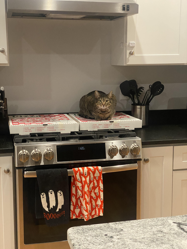 Dilly the Protector of all that is Pizza