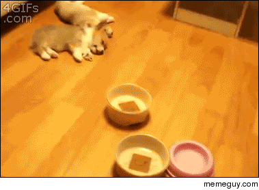 Dinner time
