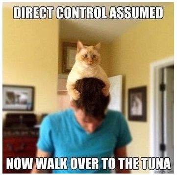 Direct control d funny cat lt