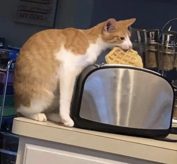 Dis my Eggo