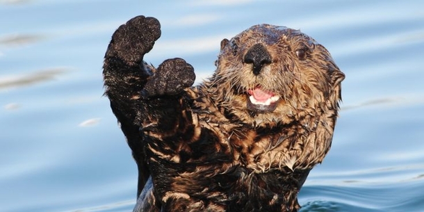 Dis-otterly conduct