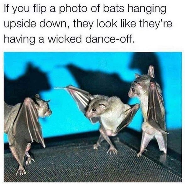 Disco Bats