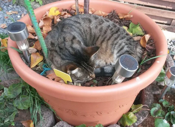 discovered a new plant species called cat