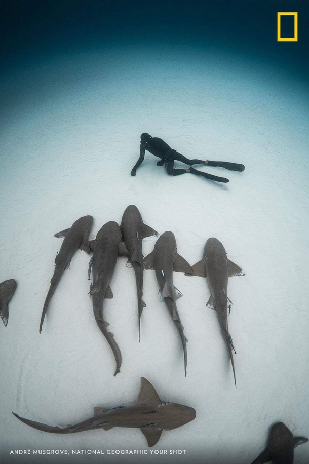 Diver tells sharks a bed time story