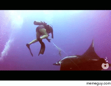 Divers help a manta ray thats caught in a fishing net