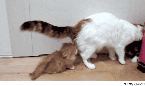 Do a kitten roll