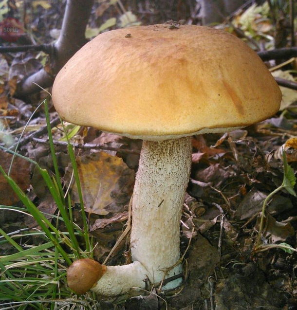 Do Mushrooms Have Gender