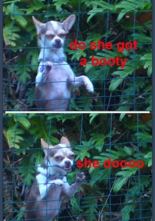 Do she got a booty