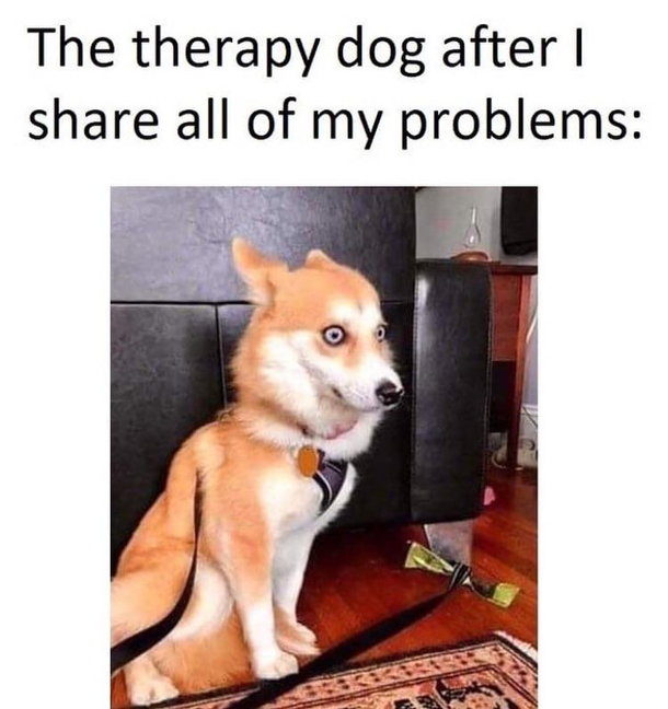 Do therapy dogs go to therapy
