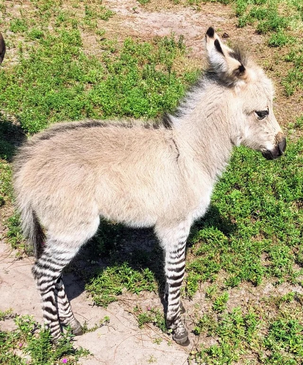 Do these socks make me look like an ass 
