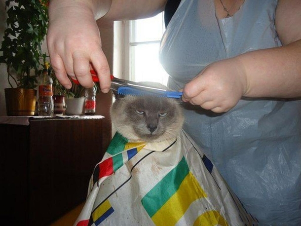 Do we really have to do this human