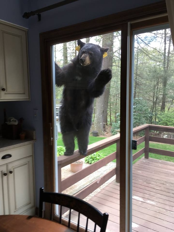 Do you have a moment to talk about our Lord and Savior Yogi the bear