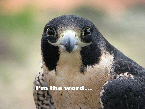 Do you know about the word