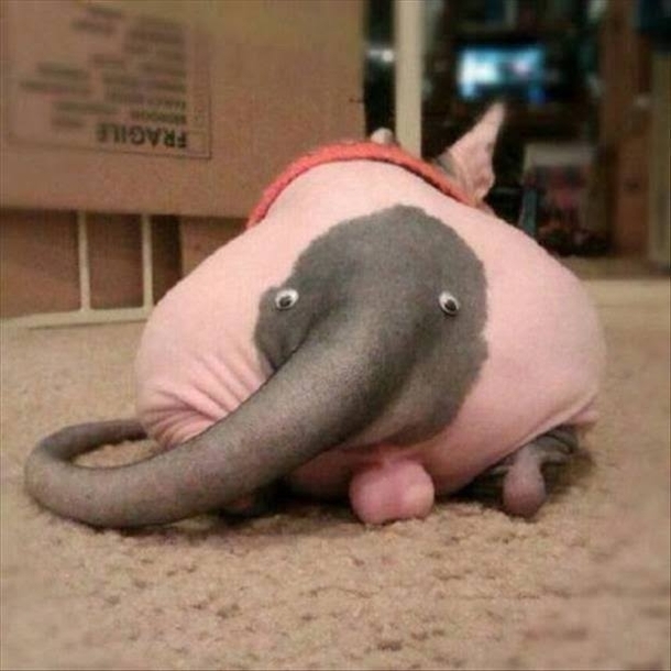Do you like my pet elephant