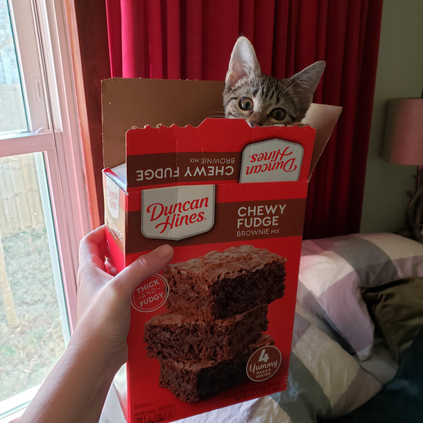 Does anyone know if this brownie mix is still safe to eatits looking at me