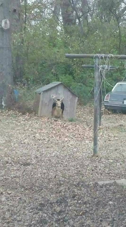 Does anyone know what kind of dog this is
