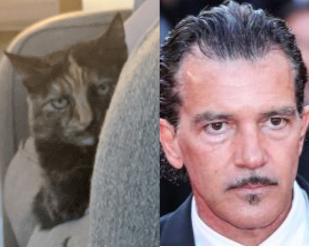 Does my cat look like Antonio Banderas Or does Antonio look like my cat  Btw my cat always looks like this Plz help