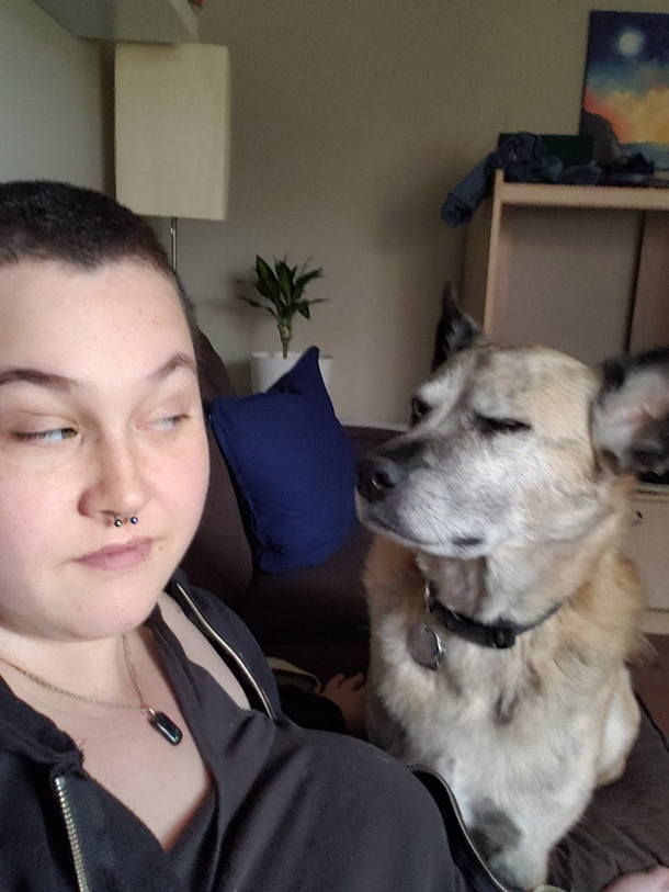 Does your dog bite No worse it judges