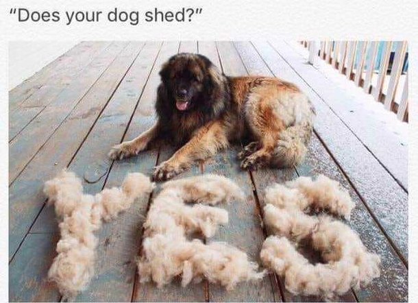 Does your dog shed