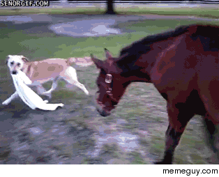Dog and horse playing tag