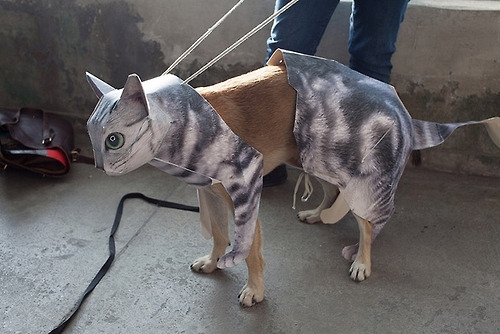 dog assassin infiltrates cat stronghold disguised as fellow feline dozens slaughtered
