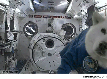 Dog Astronaut onboard Station