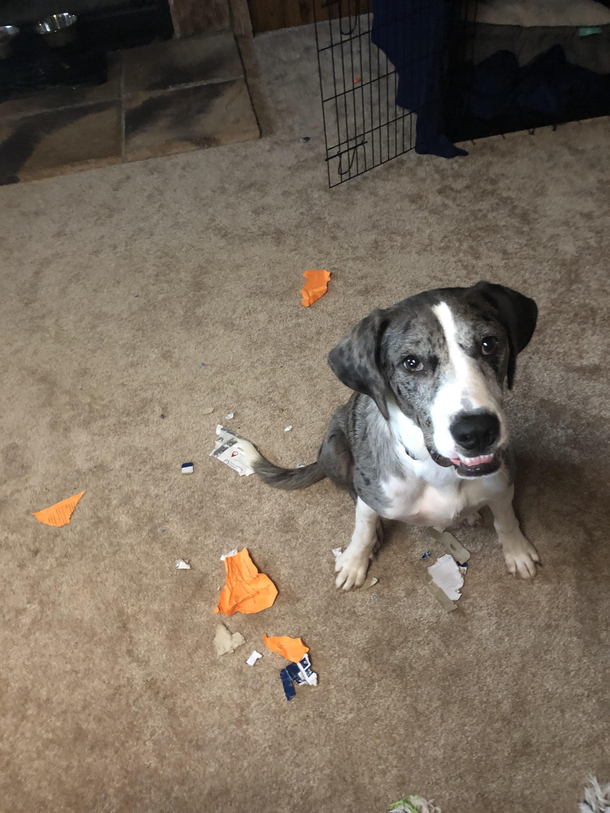 dog ate his own puppy training homework