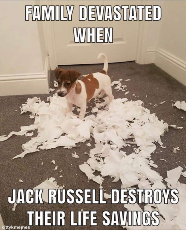 Dog ate my savings