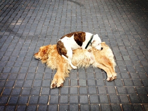 dog bed