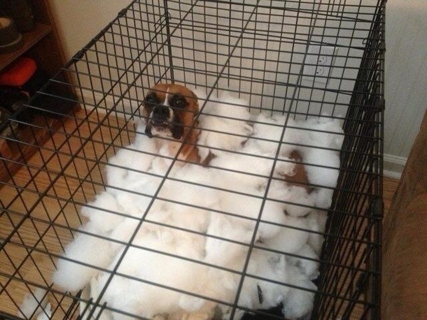 Dog bed fail