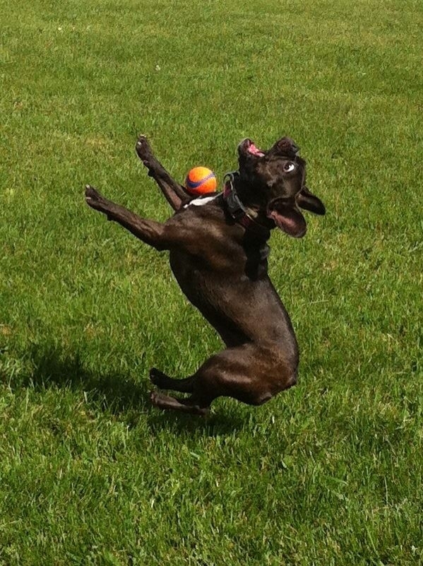 Dog  catching a ball