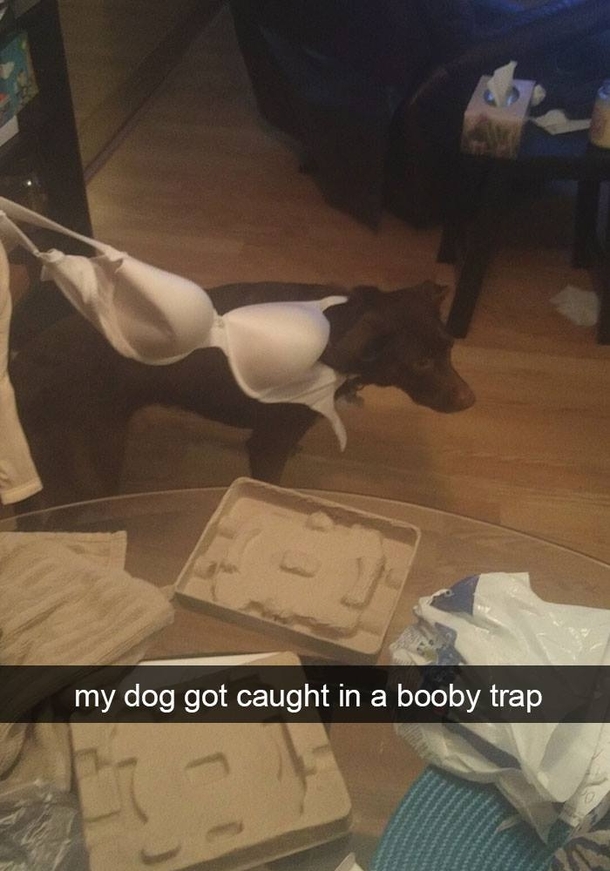 Dog caught in a booby trap