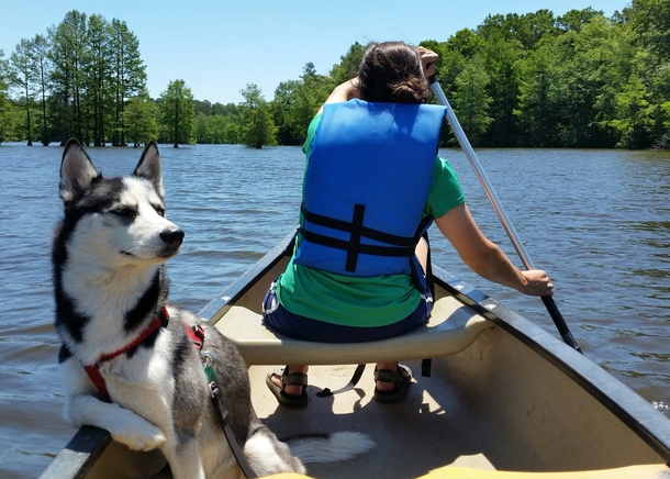 Dog clearly thinks he is in charge