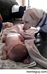 Dog covers up sleeping baby