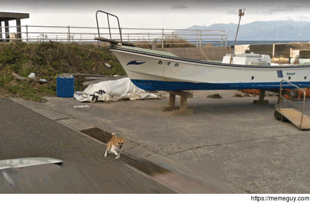 Dog doesnt want Google Street View car on its territory