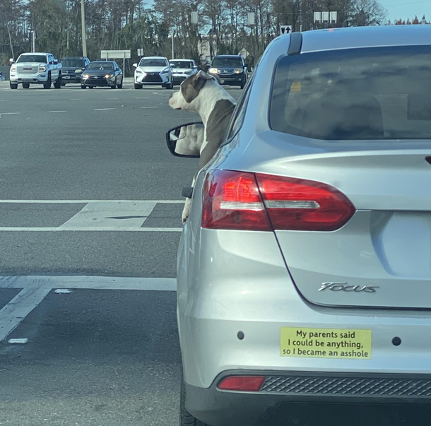 Dog drivers are assholes