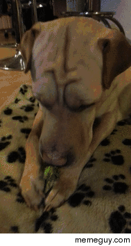 Dog eating broccoli