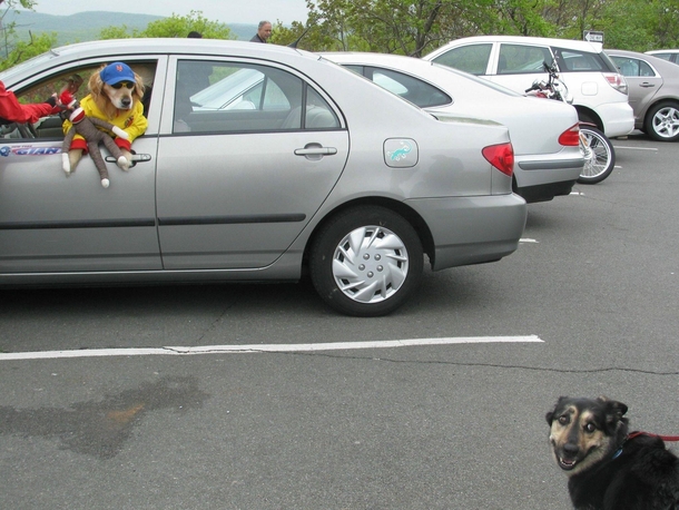 Dog envy is real