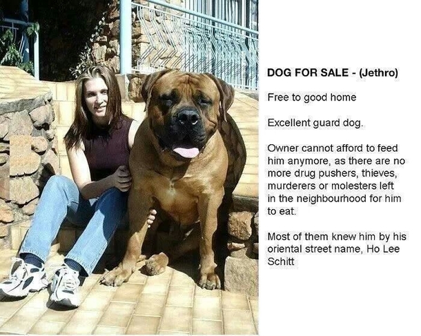 Dog for sale
