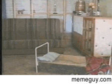 Dog going to sleep