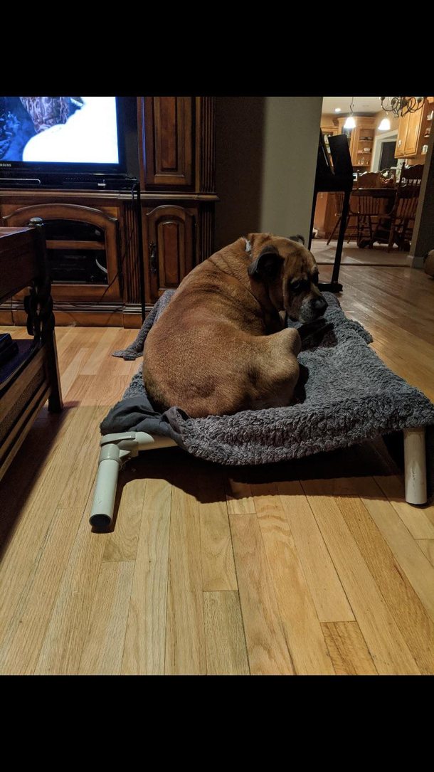 Dog got too fat broke the bed in the process