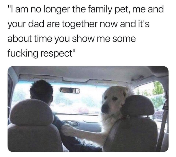 Dog gt Wife