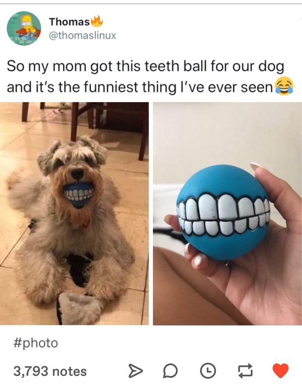 Dog has human teeth