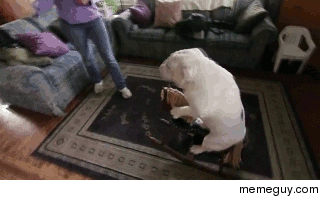 Dog having fun riding a horse made out of wood