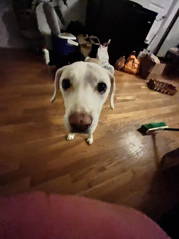 Dog head tiny feet