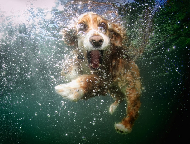 Dog in the water