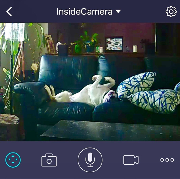 Dog isnt allowed on the couch This is what I see on our security camera while at work