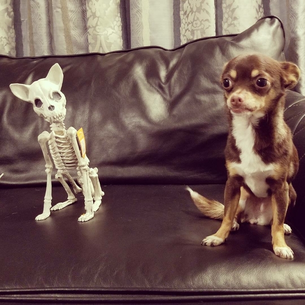 Dog isnt amused by Halloween decoration