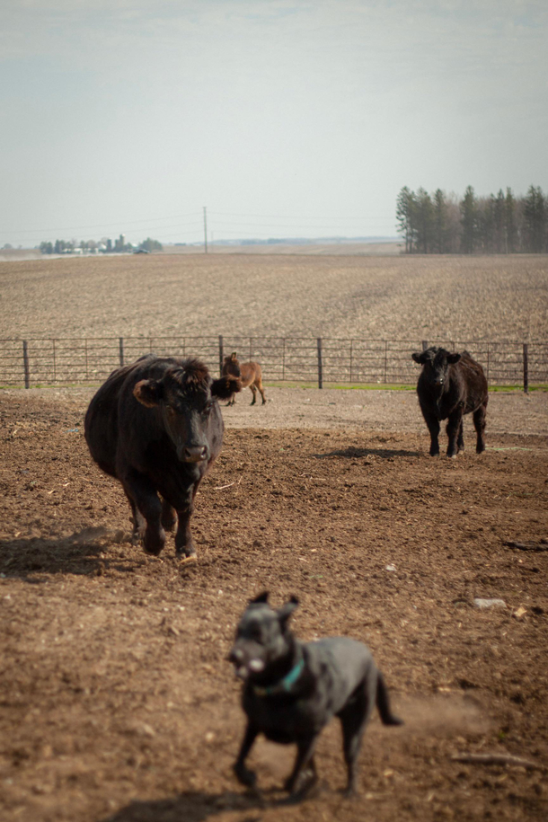 Dog learning that cows are much bigger and scarier than him
