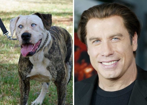 Dog looks like John Travolta